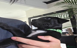 Mixed Breed dogs for sale: Adorable puppies for sale!  - Image 35