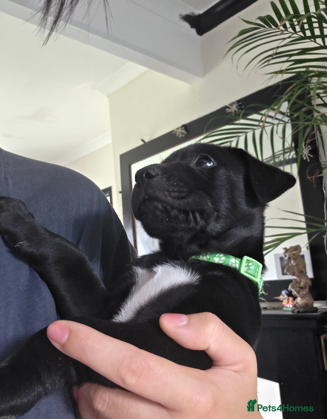 Mixed Breed dogs for sale: Adorable puppies for sale!  - Image 35