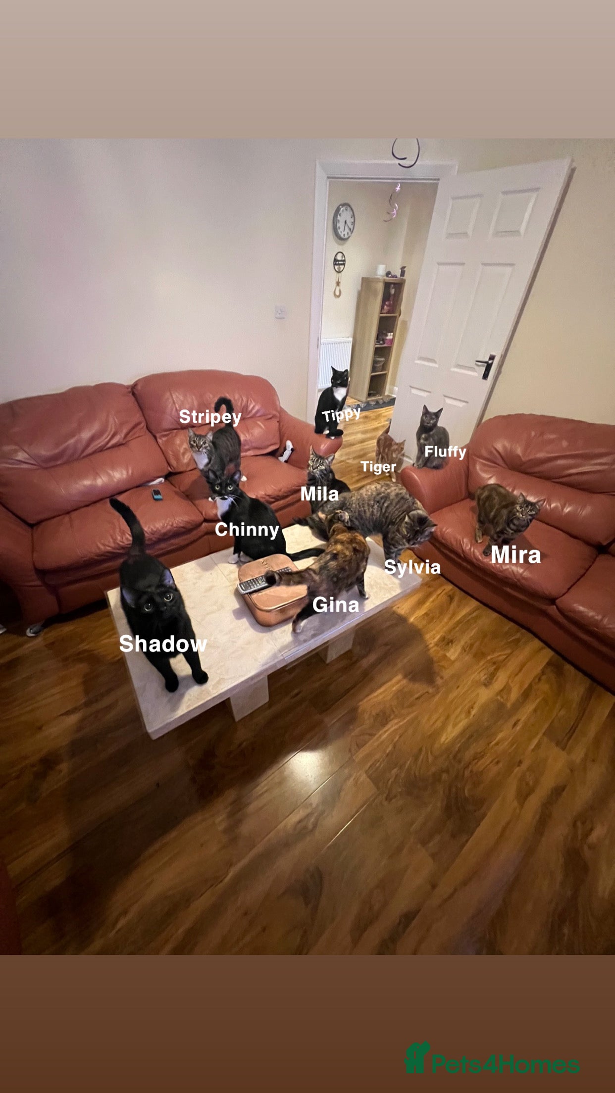 Domestic Shorthair cats Free Rehome 10 cats - Advert 12