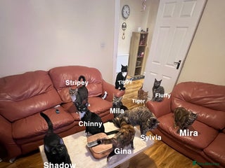 Domestic Shorthair cats Free Rehome 10 cats - Advert 12