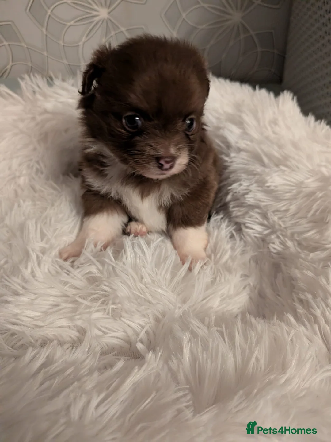 Pomchi dogs for sale: Beautiful Pomchi Puppies Loving 🏠 Reared Litters - Advert 12