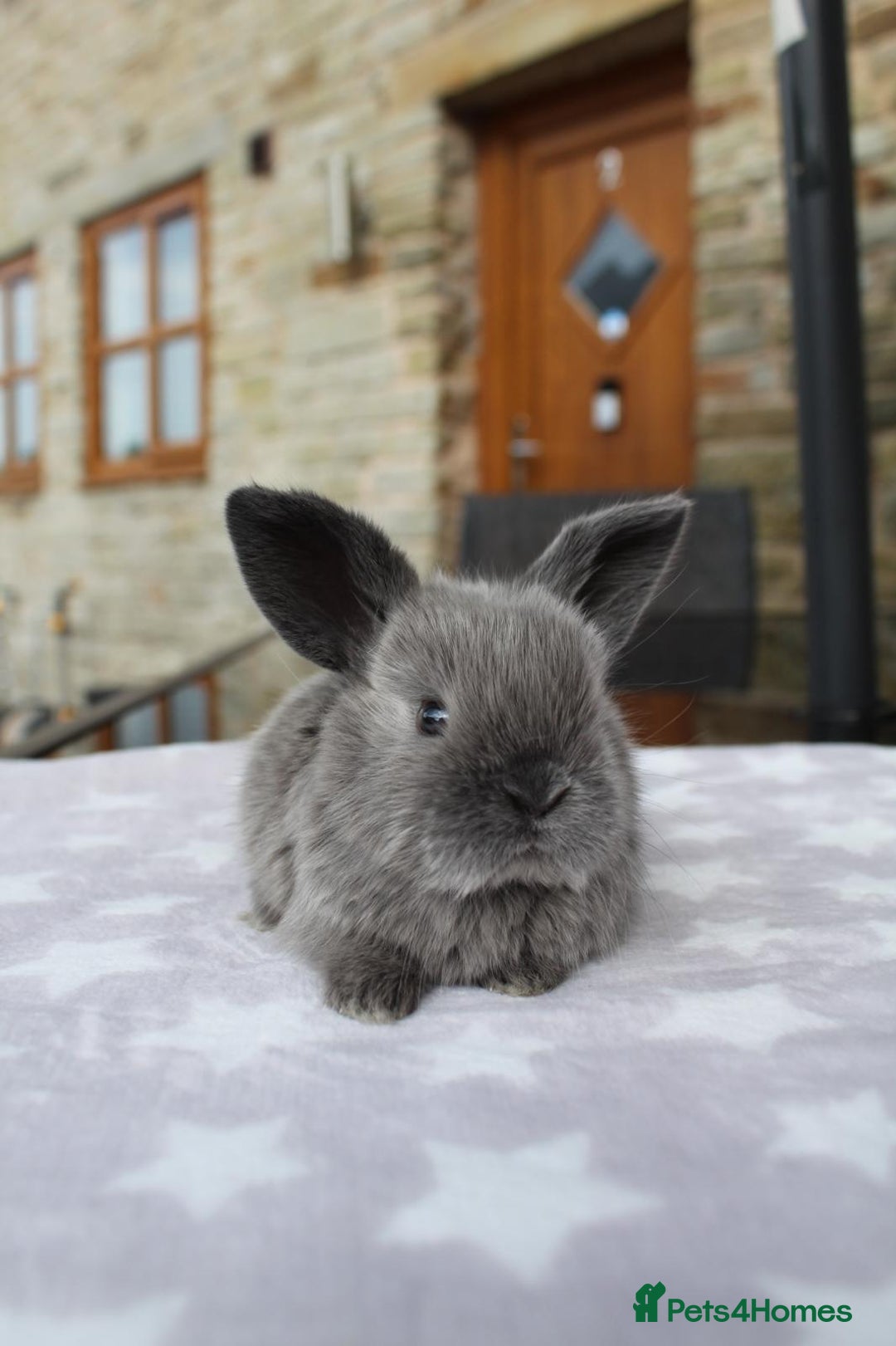 Mini Lop rabbits for sale: Beautiful Litter of Mini Lops - 4 boys & 1 girl - Image 4