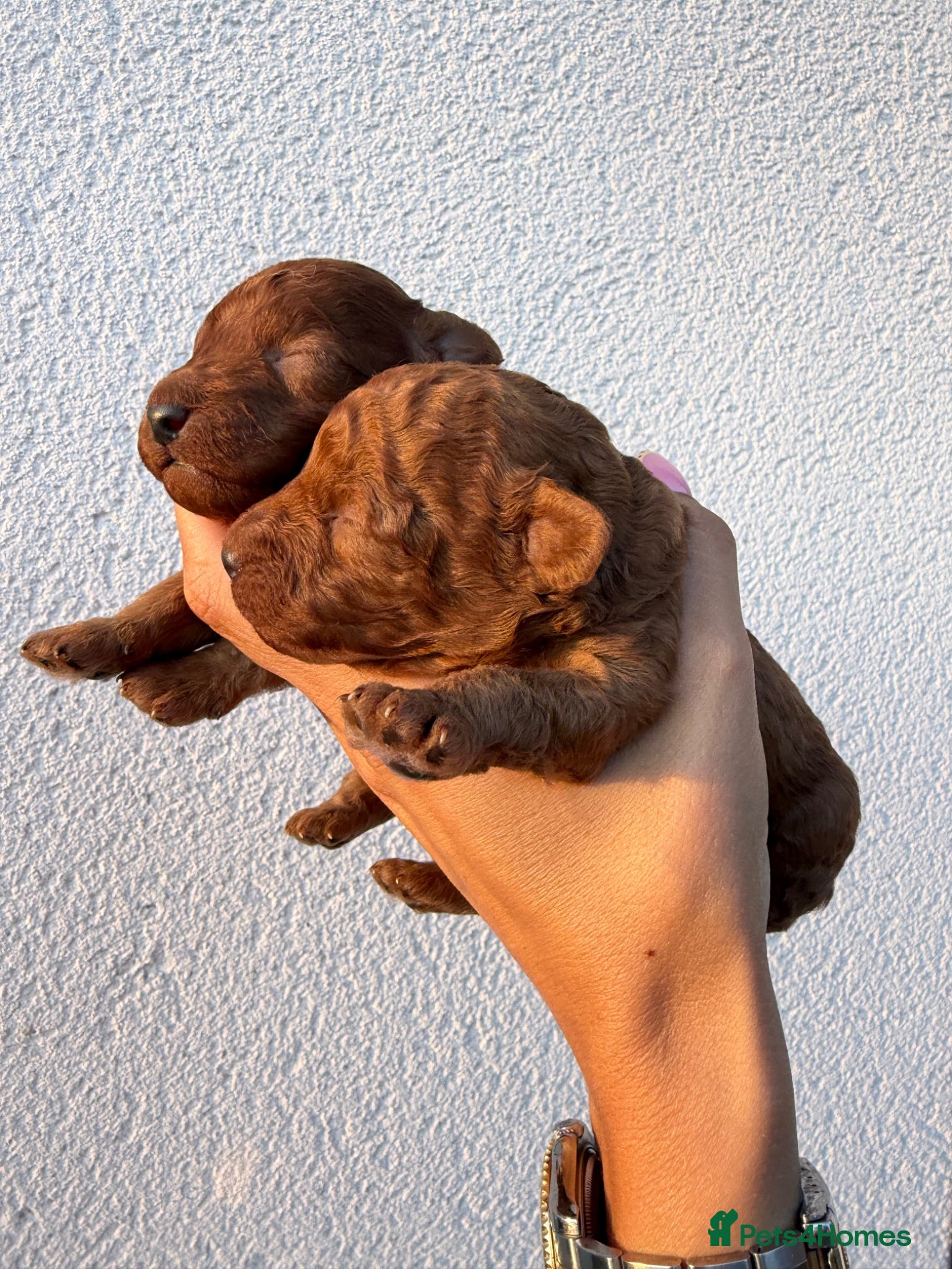 Toy Poodle dogs Red Toy Poodle Boys  - Advert 13