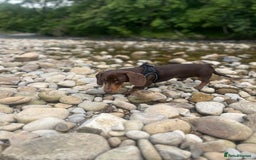 Miniature Dachshund dogs for sale: Male chocolate mini dachshund - Image 2