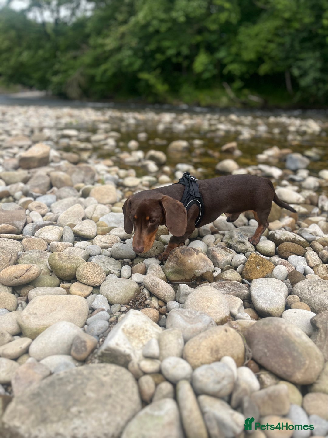 Miniature Dachshund dogs for sale: Male chocolate mini dachshund - Image 2