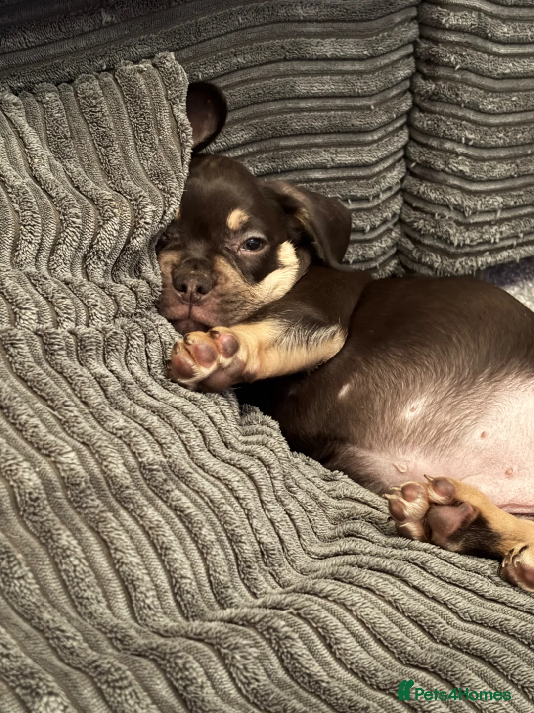 Mixed Breed dogs for sale: Spud the pup - Advert 2