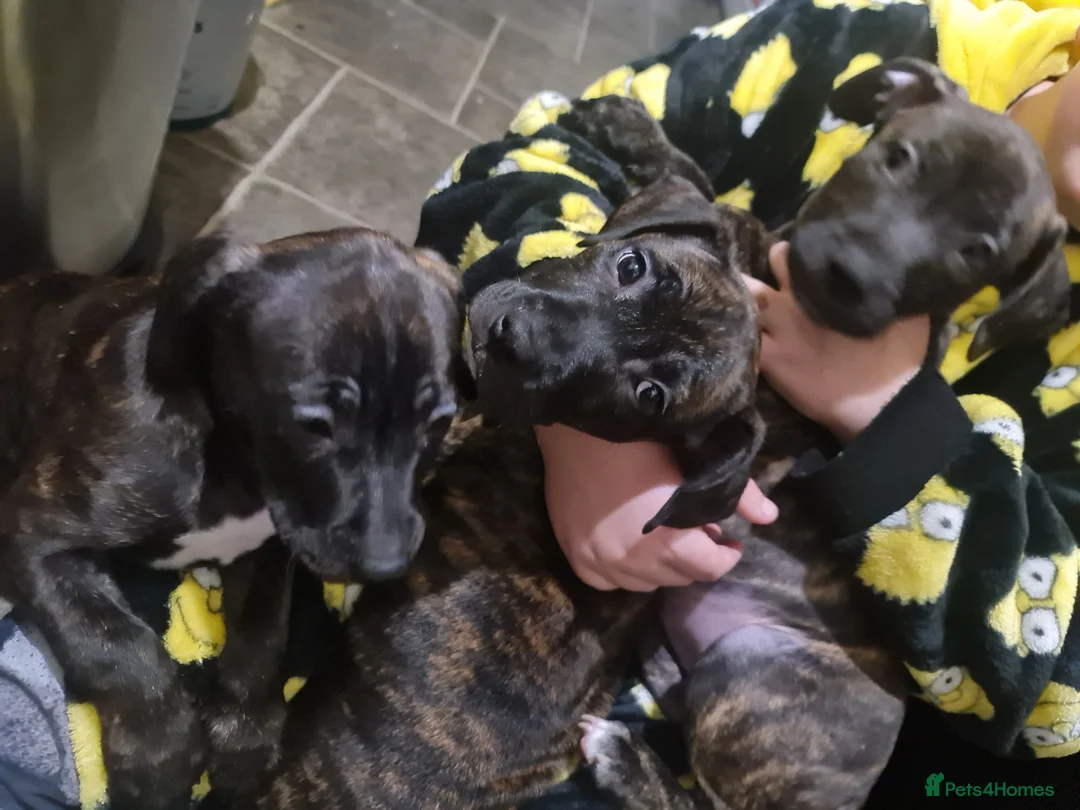 Staffordshire Bull Terrier dogs for sale: Classical staffy male pups - Advert 1