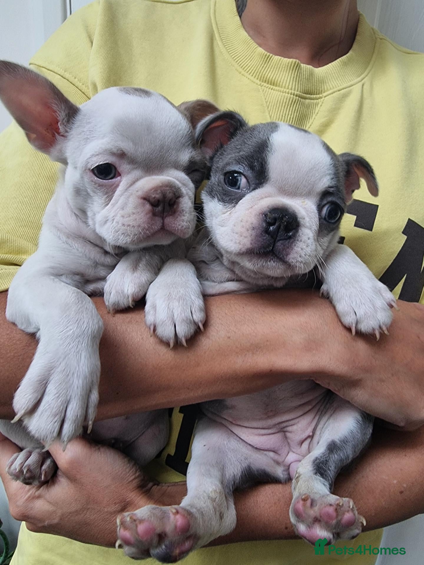 Boston Terrier dogs  REDUCED!! 6 beautiful Boston  - Advert 2