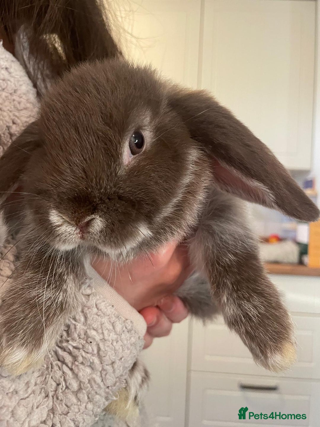 Mini Lop rabbits for sale: Ready to go mini lop - Advert 4
