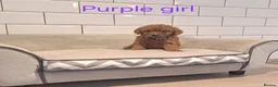 Cavapoochon dogs for sale: Beautiful Cavapoochons puppies 🤩 - Advert 10