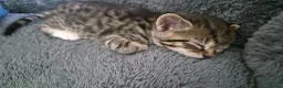 Scottish Fold cats for sale: ❤️ 6 Beautiful Scottish Fold/straight kittens ❤️ - Advert 7