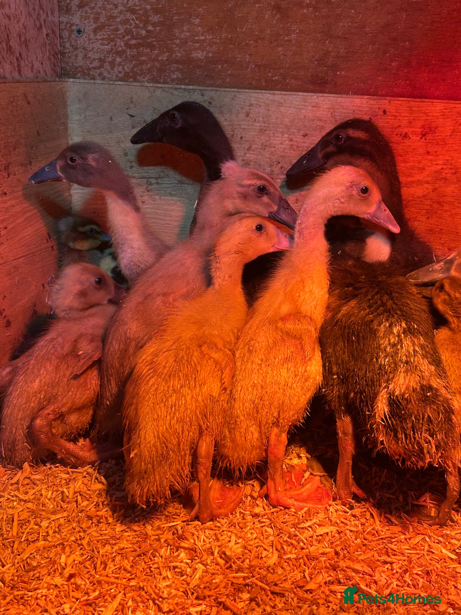 Ducks poultry Offheat female runner ducklings  - Advert 1