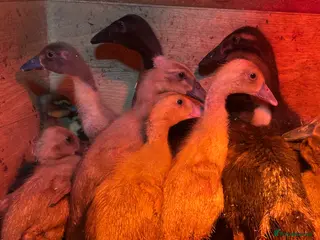 Ducks poultry for sale: Offheat female runner ducklings - Advert 1