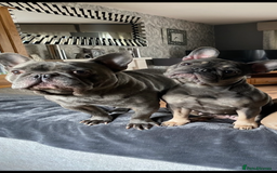French Bulldog dogs for sale: French bulldog pups  - Image 17