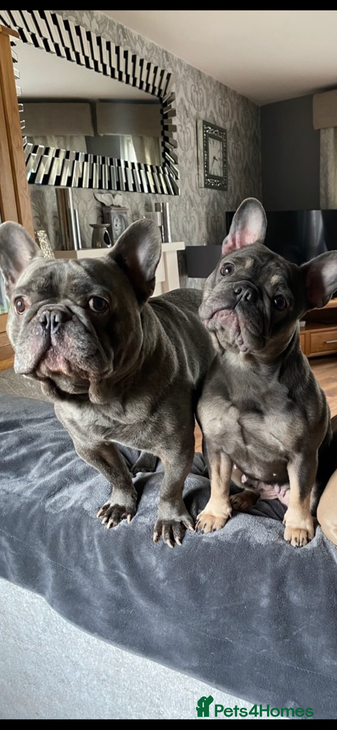 French Bulldog dogs for sale: French bulldog pups  - Image 17