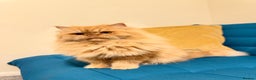 Persian cats for stud: Simba Fluffy Ginger Persian Male for Stud - Advert 3