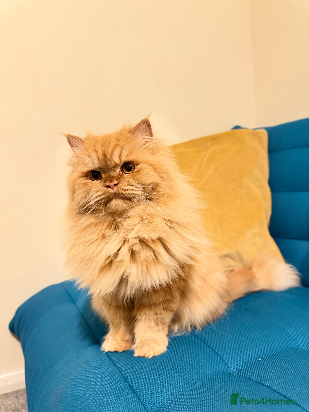 Persian cats for stud: Simba Fluffy Ginger Persian Male for Stud - Advert 3