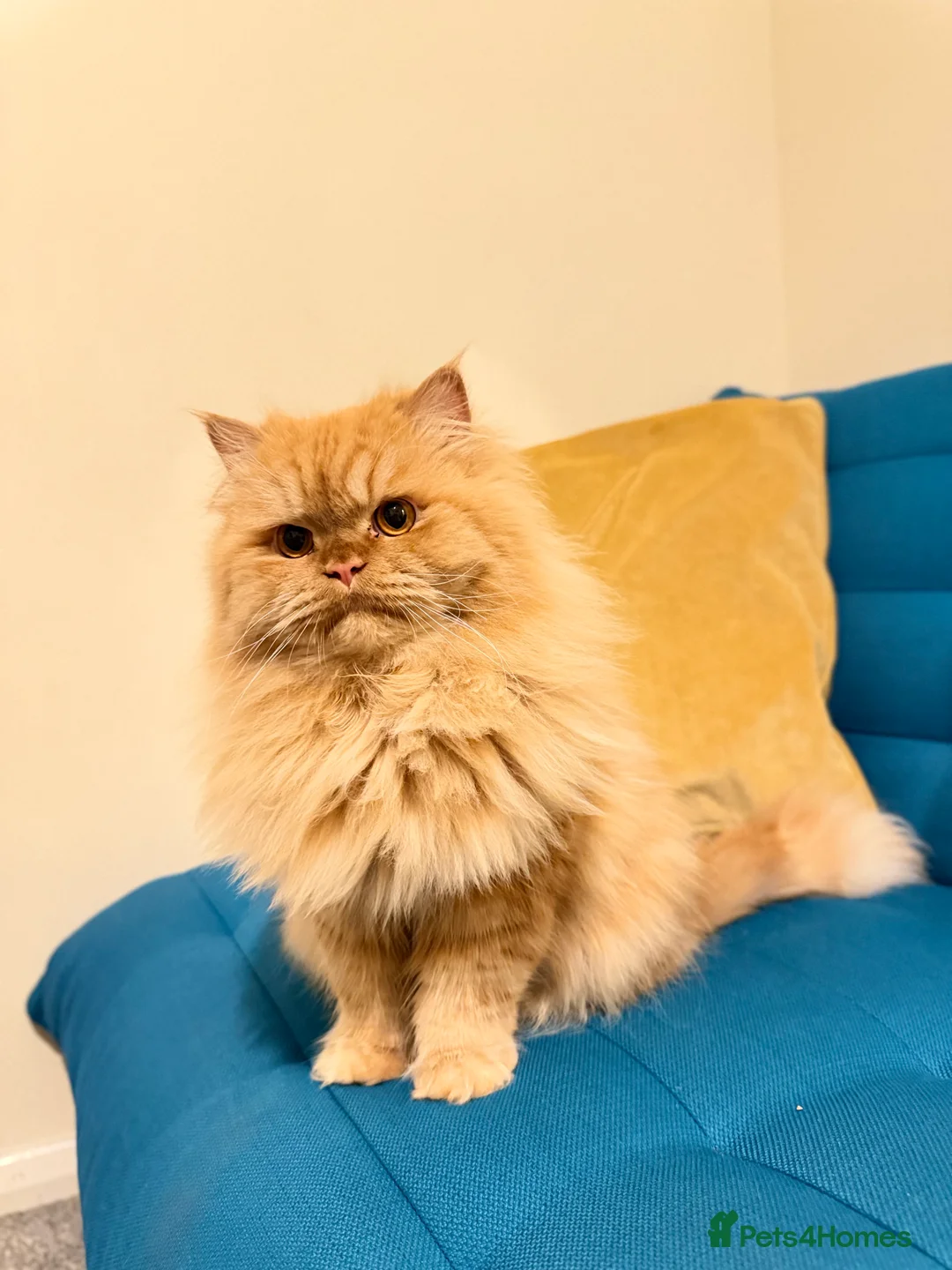 Persian cats for stud: Proven Ginger Persian Stud |Experienced and gentle - Advert 8