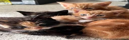 British Shorthair cats for sale: 3 ginger males and 3 dark females  - Advert 5