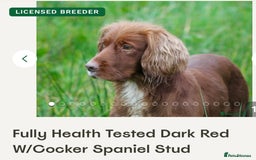Cocker Spaniel dogs for sale: 🐶cocker spaniel puppies 🐶  - Image 7