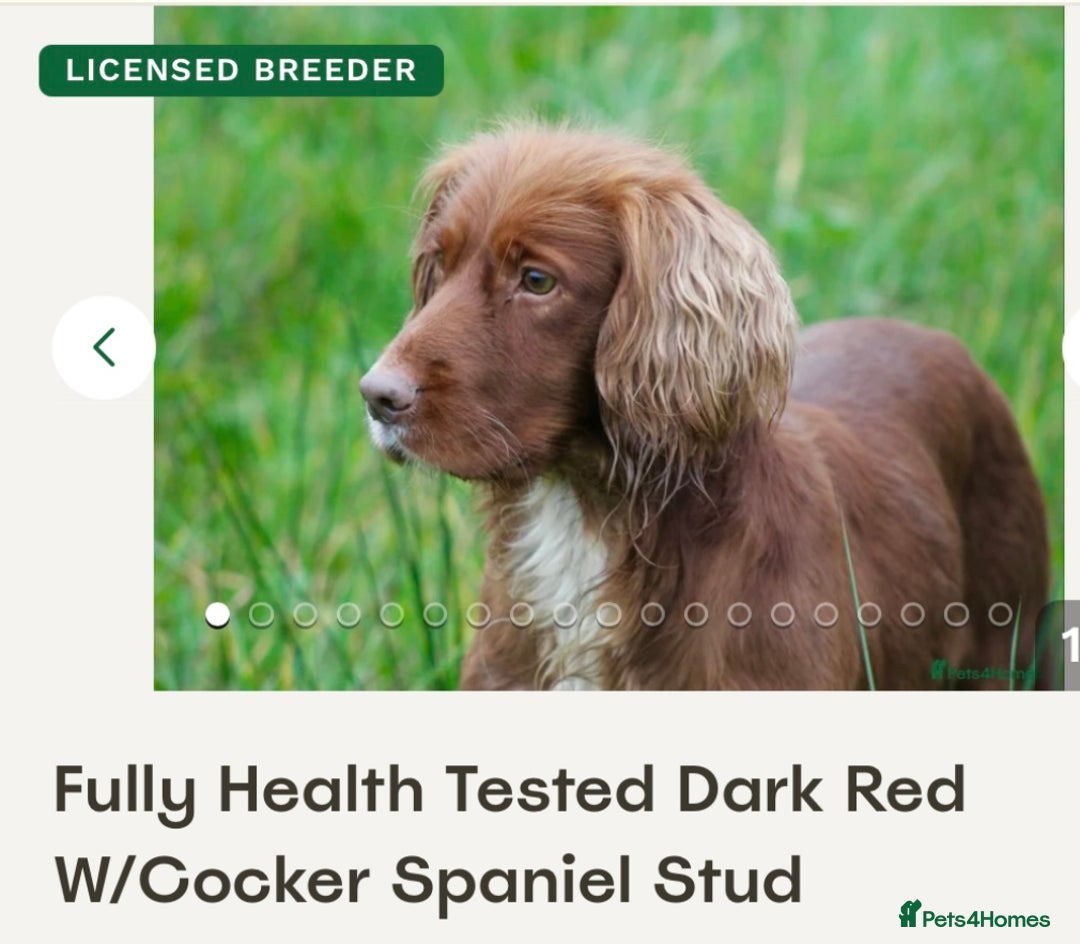 Cocker Spaniel dogs for sale: 🐶cocker spaniel puppies 🐶  - Image 7