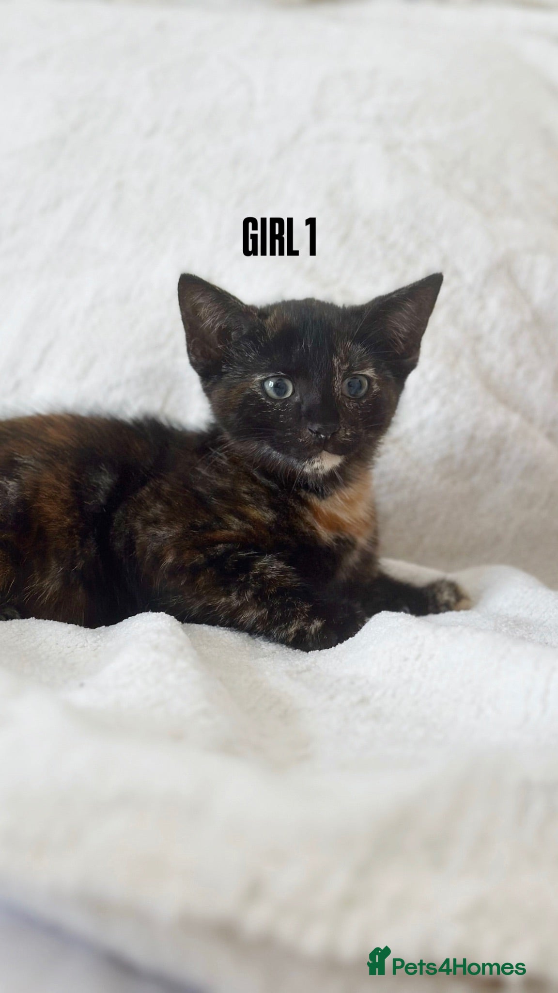 Mixed Breed cats MIXED KITTENS - TORTOISESHELL, WHITE & BLACK!   - Advert 1