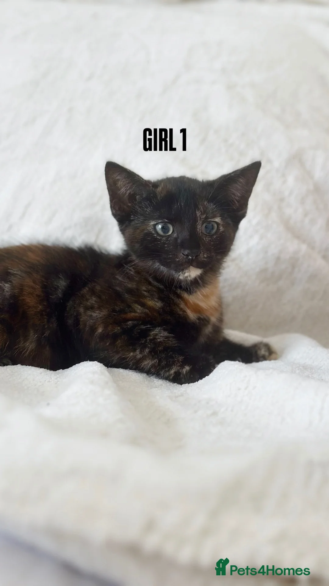Mixed Breed cats for sale: MIXED KITTENS - TORTOISESHELL, WHITE & BLACK!   - Advert 1