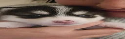 Pomsky dogs for sale: Pomsky Litter  - Advert 12