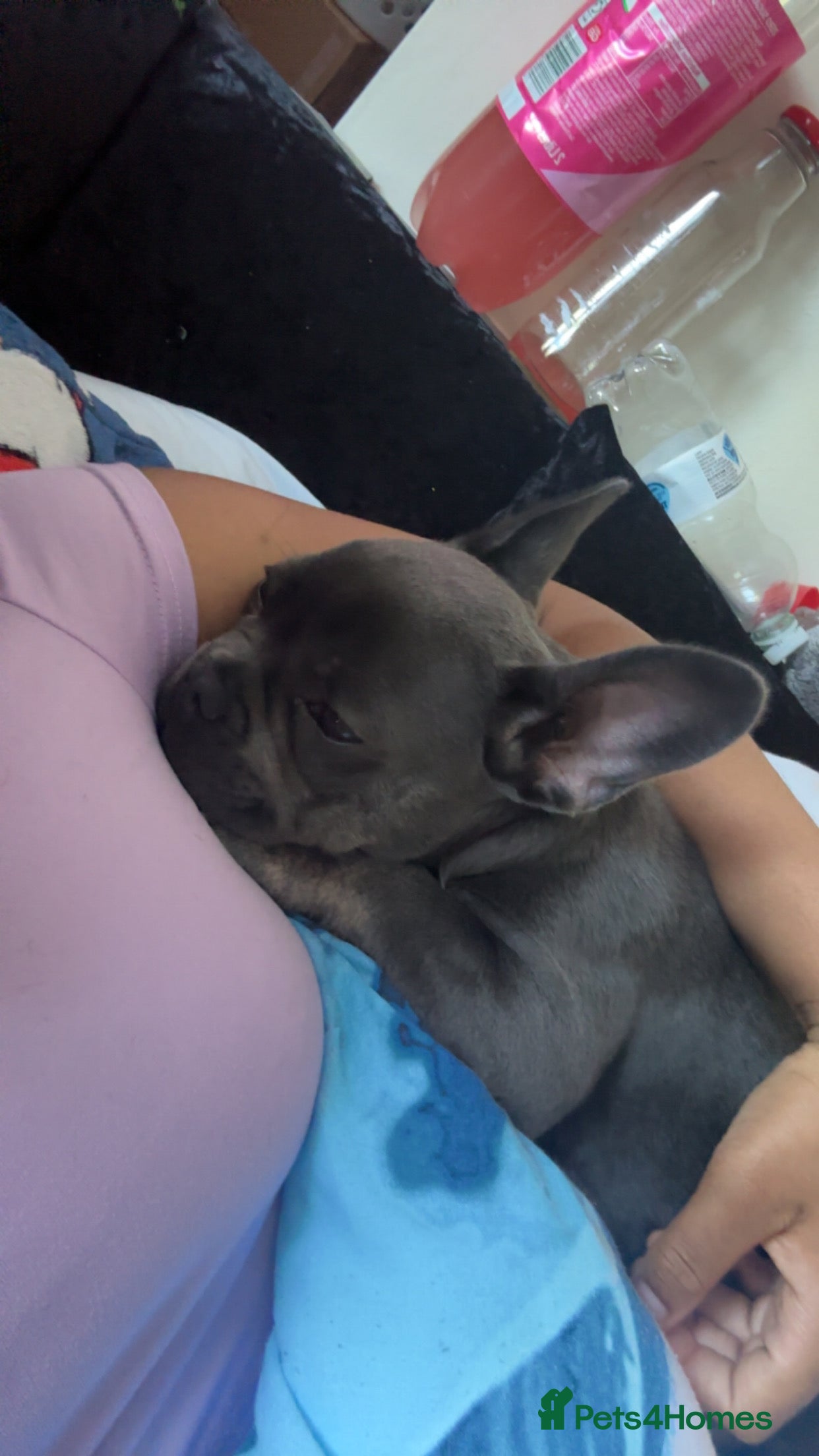 French Bulldog dogs Frenchie Pup (9 months) - Advert 2