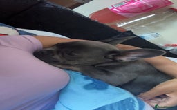 French Bulldog dogs for sale: Frenchie Pup - Image 1