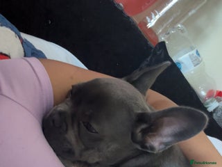 French Bulldog dogs - Advert 37