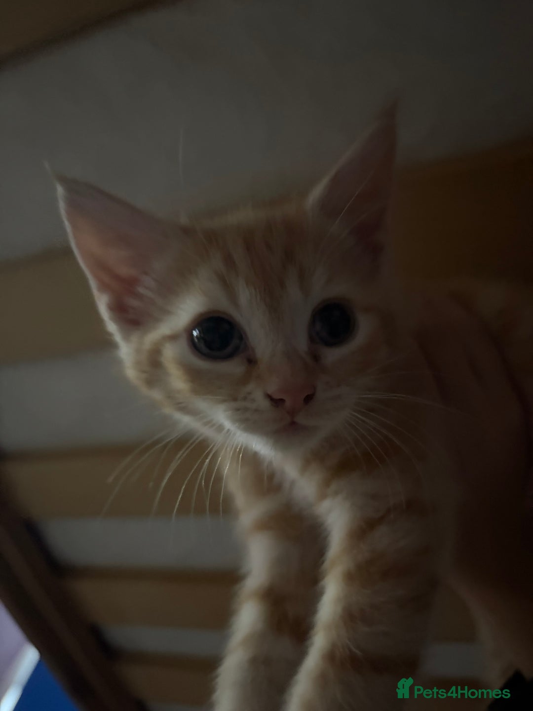 Mixed Breed cats for sale: 3 ginger and white kittens  - Advert 5