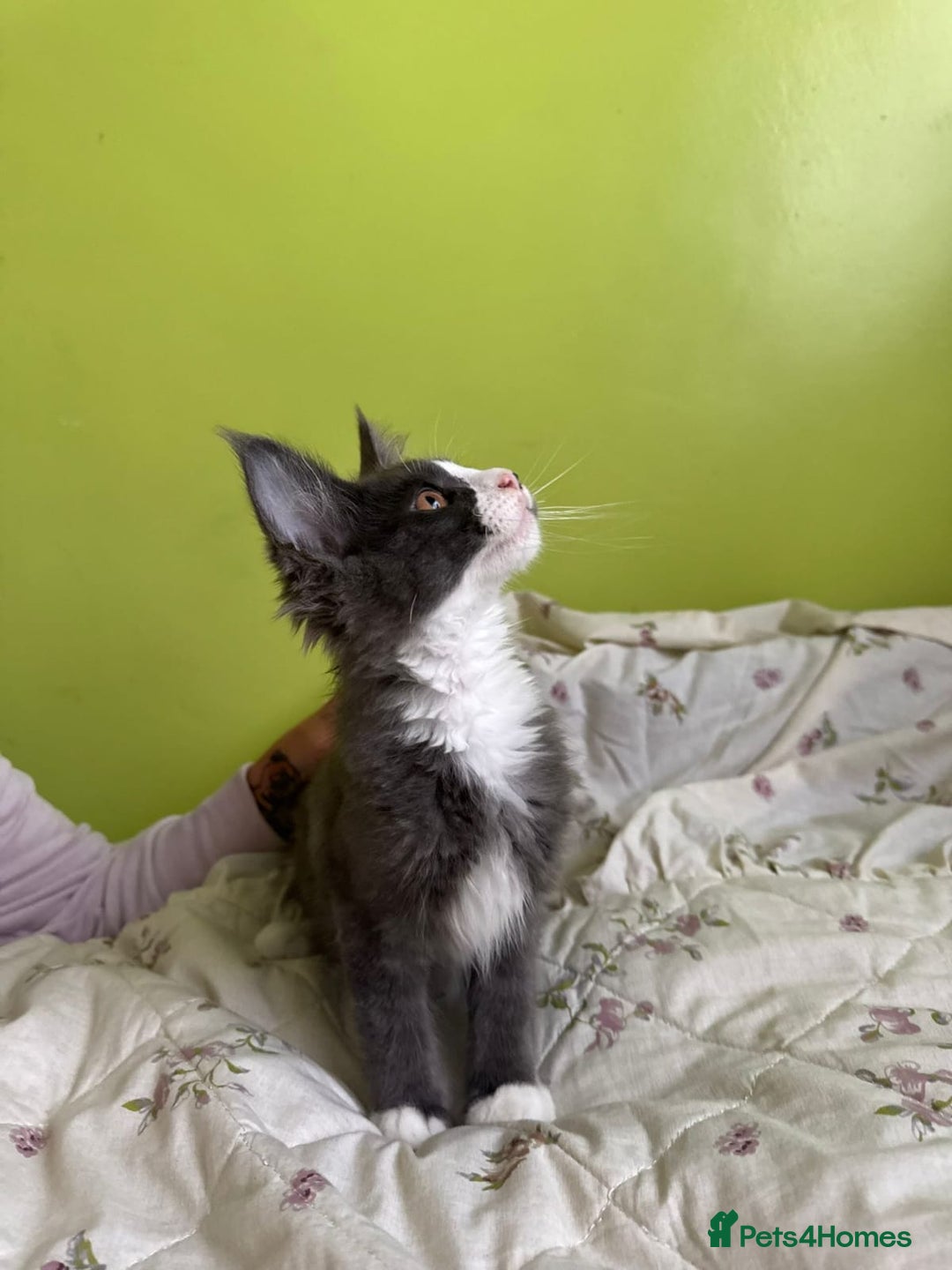 Maine Coon cats for sale: Two beautifull Maine conn boys - Image 9