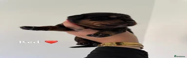 Rottweiler 2