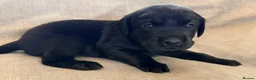 Labrador Retriever dogs for sale: Beautiful black labs in Taunton - Advert 15