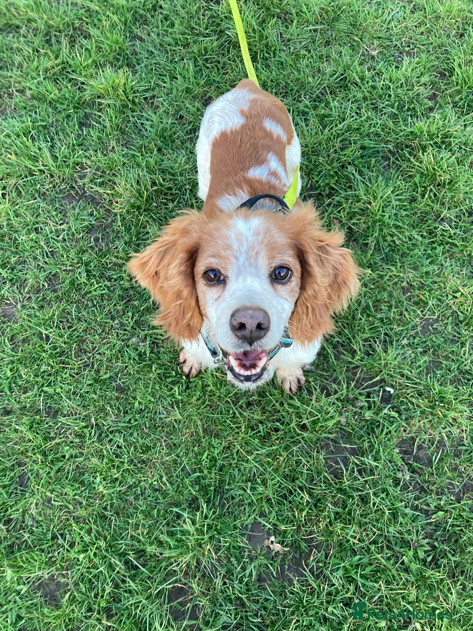 Brittany Spaniel dogs Onil – The Perfect Gentleman Brittany  - Advert 2