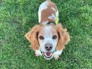 Brittany Spaniel dogs Onil – The Perfect Gentleman Brittany - Advert 2