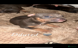 American Bully dogs for sale: Pocket Bully Pups - Advert 5