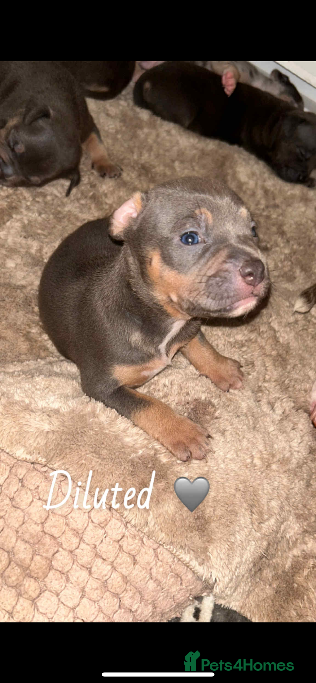 American Bully dogs for sale: Pocket Bully Pups - Advert 5