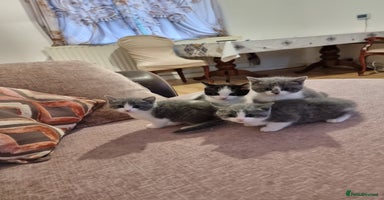 British Shorthair cats - Advert 15