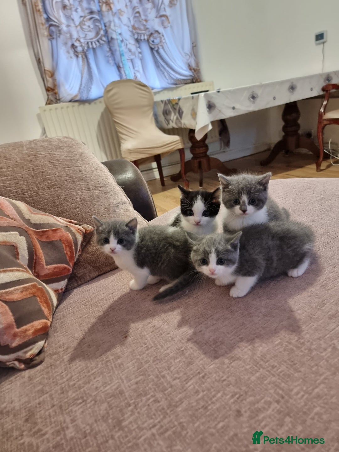 British Shorthair cats for sale: 4 mixed british short-hair kitten for sale - Image 2