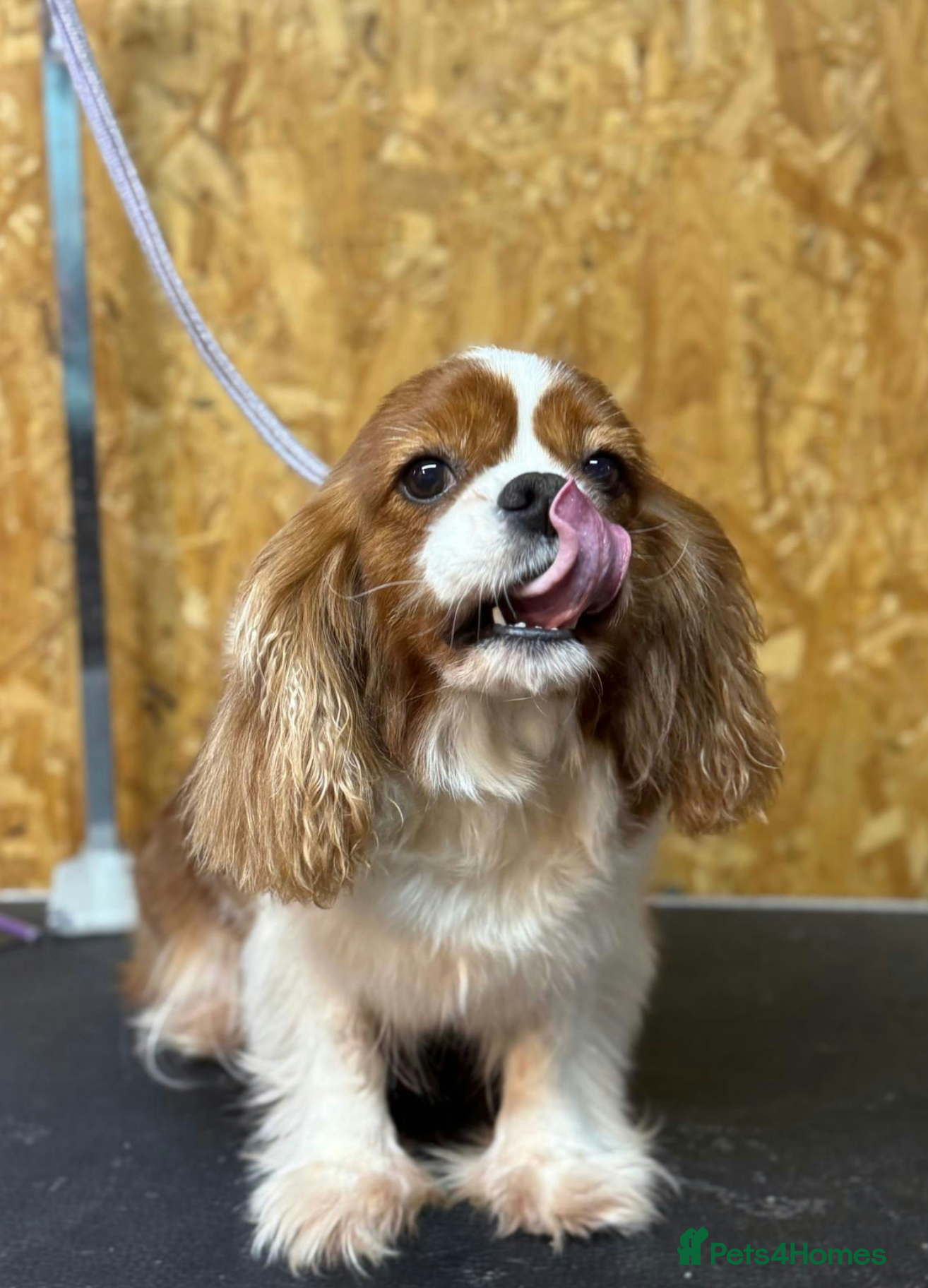 Cavalier King Charles Spaniel dogs 🐾 FIFI – Female Cavalier King Charles Spaniel 🐾 - Advert 11