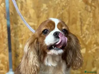 Cavalier King Charles Spaniel dogs 🐾 FIFI – Female Cavalier King Charles Spaniel 🐾 - Advert 1