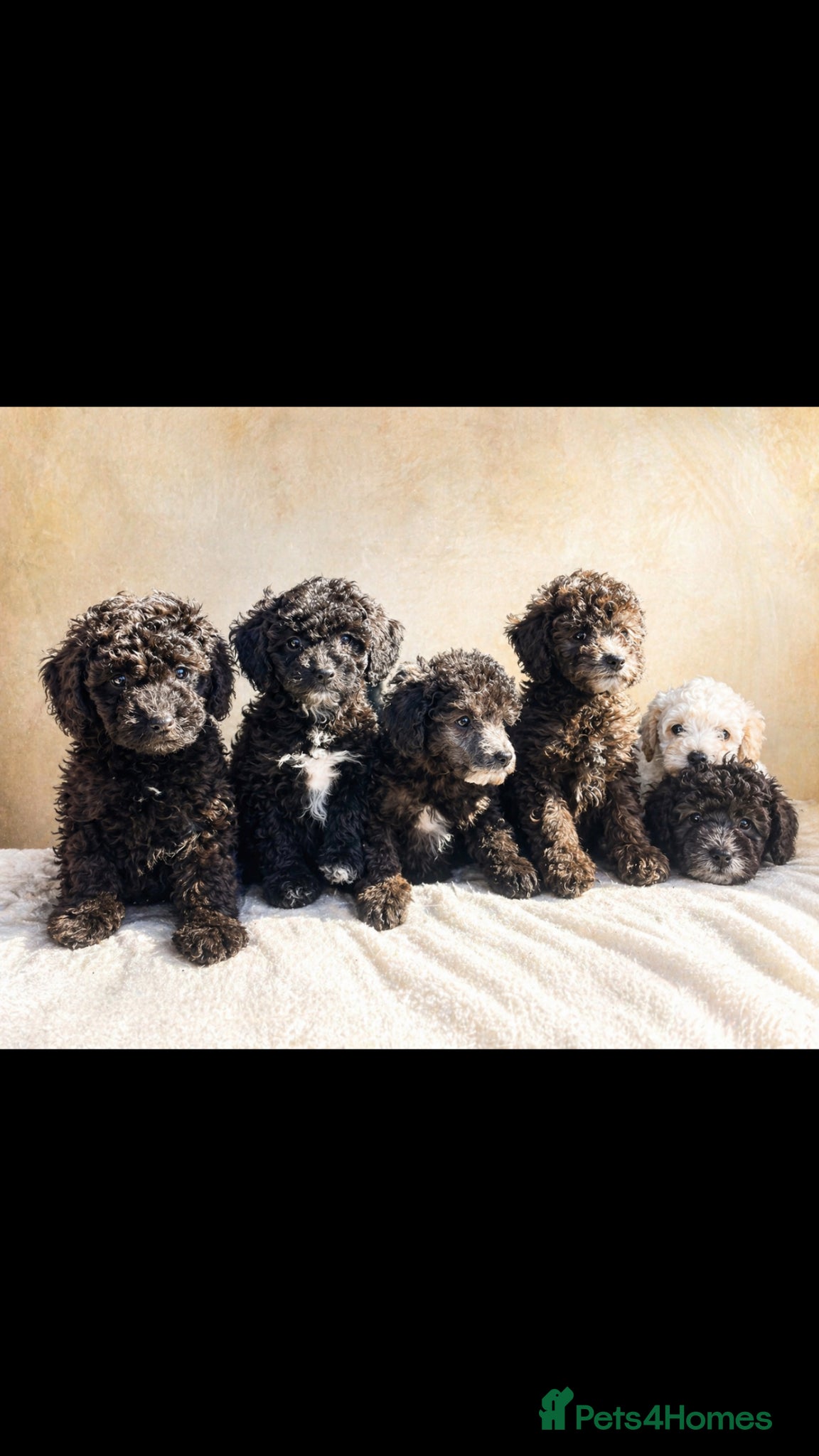 Miniature Poodle dogs Ready for their forever home,purebred mini poodles - Advert 5
