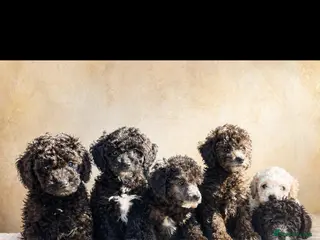 Miniature Poodle dogs Ready for their forever home,purebred mini poodles - Advert 6
