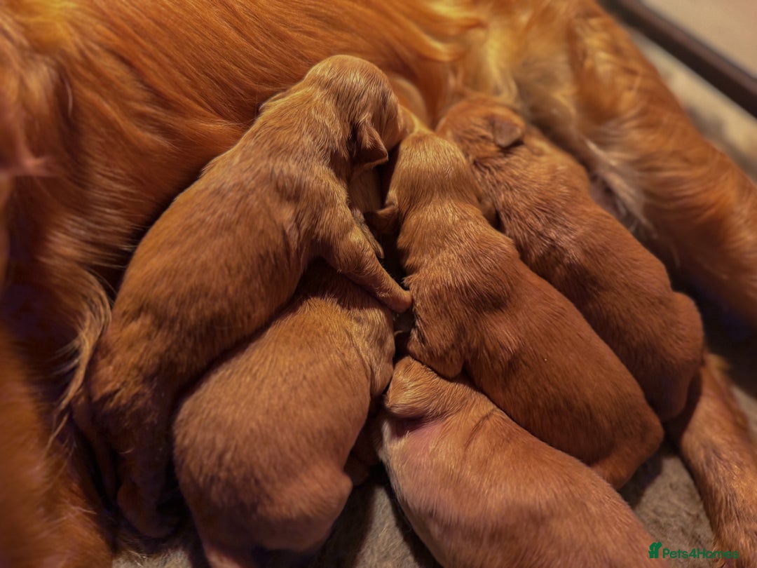 Golden Retriever dogs for sale: Stunning Deep Dark Red Golden Retrievers  - Image 5