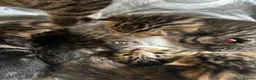 Mixed Breed cats for sale: Tabby kittens for sale in Bedford - Advert 1