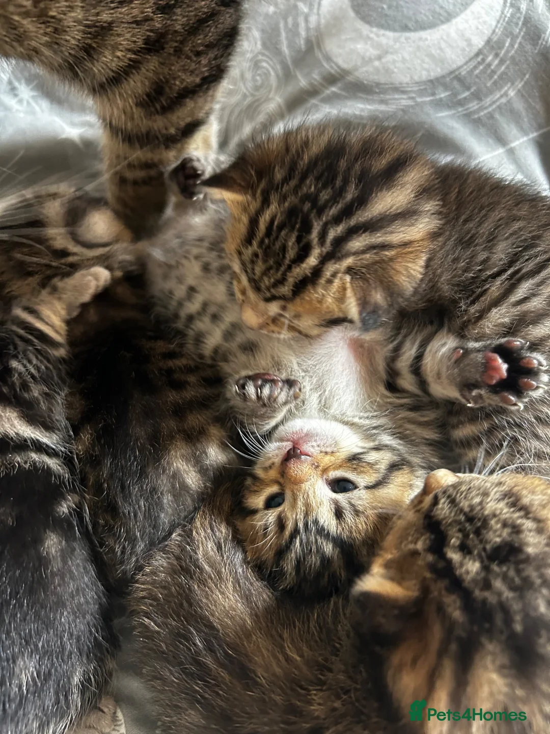 Mixed Breed cats for sale: Tabby kittens for sale in Bedford - Advert 1