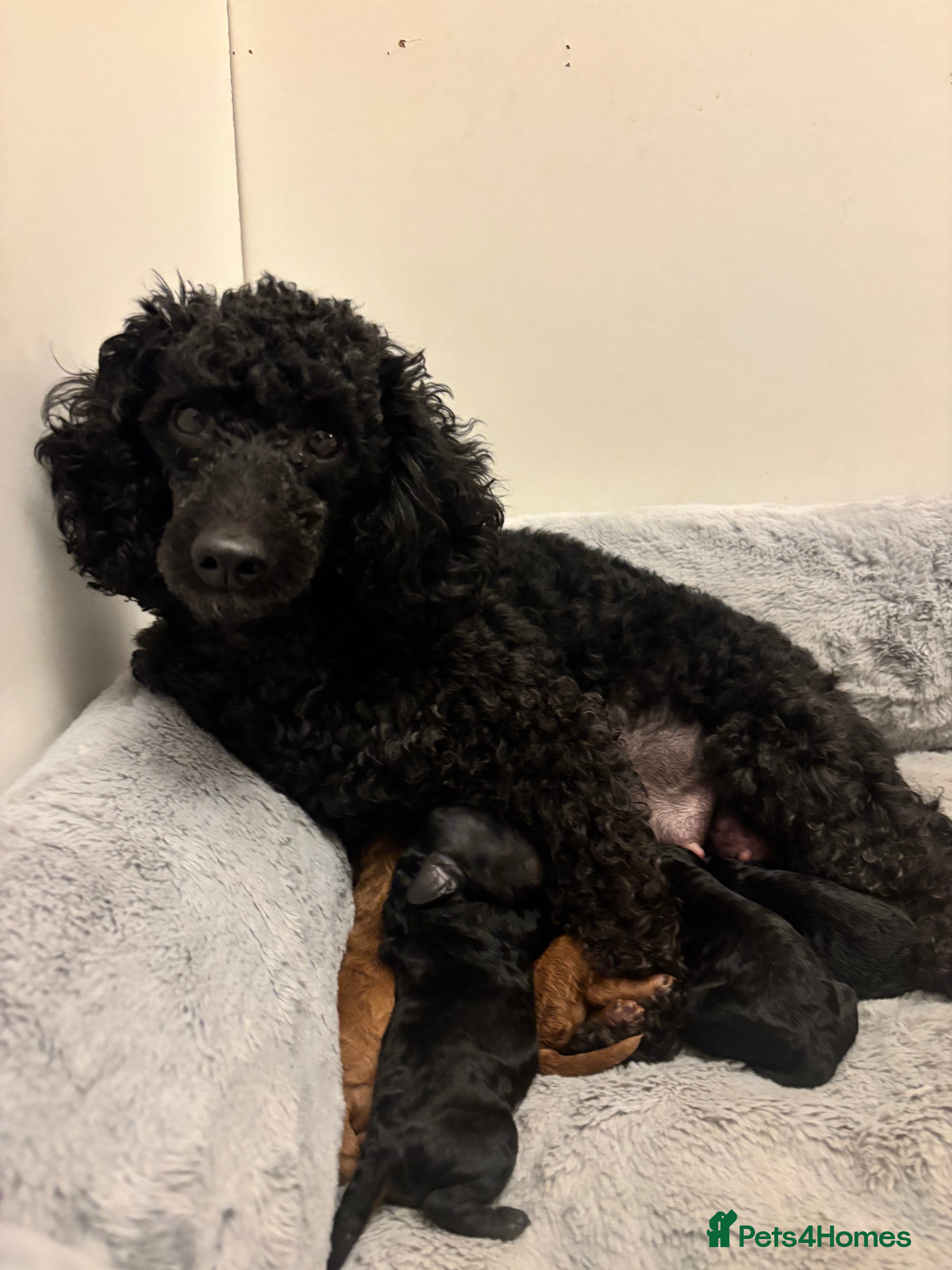 Toy Poodle dogs Kc Registered Toy Poodle Puppies - Advert 2