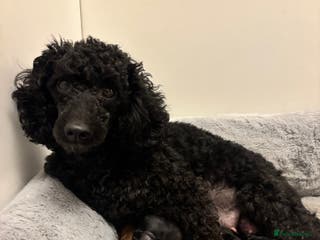 Toy Poodle dogs Kc Registered Toy Poodle Puppies - Advert 11